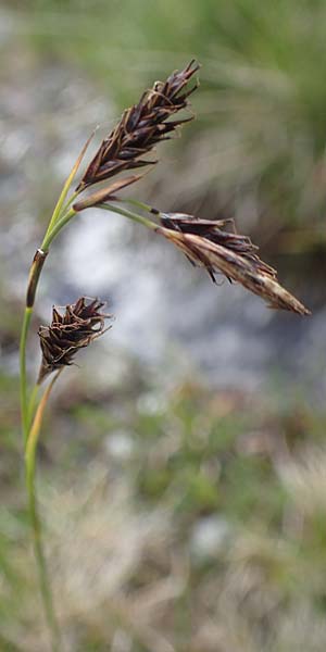 Carex frigida \ Eis-Segge, I Südtirol,  Stallersattel 6.7.2022