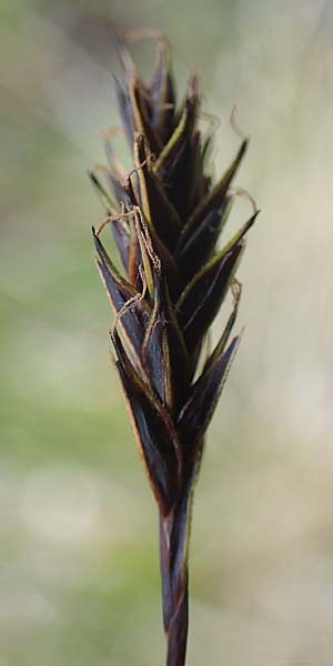 Carex frigida \ Eis-Segge, I Südtirol,  Stallersattel 6.7.2022