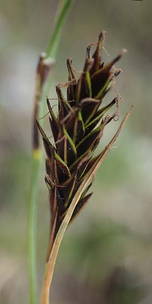 Carex frigida \ Eis-Segge, I Südtirol,  Stallersattel 6.7.2022