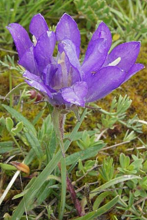 Campanula glomerata \ Knuel-Glockenblume / Clustered Bellflower, I Campo Imperatore 5.6.2007