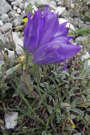 Campanula glomerata \ Knuel-Glockenblume / Clustered Bellflower, I Campo Imperatore 5.6.2007