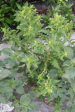 Dysphania ambrosioides / West-Indian Goosefoot, Mexican Tea, I Trieste 27.6.2010