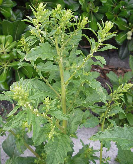 Dysphania ambrosioides / West-Indian Goosefoot, Mexican Tea, I Trieste 27.6.2010