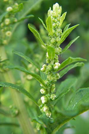 Dysphania ambrosioides / West-Indian Goosefoot, Mexican Tea, I Trieste 27.6.2010