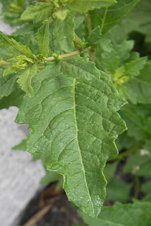 Dysphania ambrosioides / West-Indian Goosefoot, Mexican Tea, I Trieste 27.6.2010