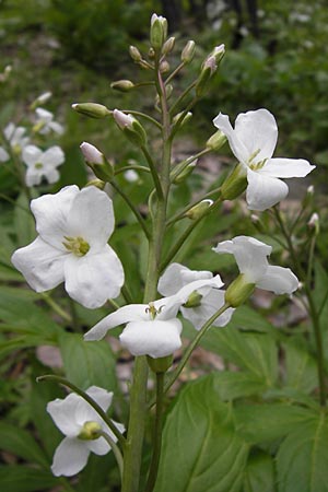 Cardamine heptaphylla \ Siebenblttrige Zahnwurz / Pinnate Coral-Root, I Liguria, Monte Beigua 24.5.2013