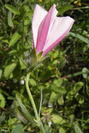 Convolvulus lineatus \ Gestrichelte Winde, I Finale Ligure 31.5.2013