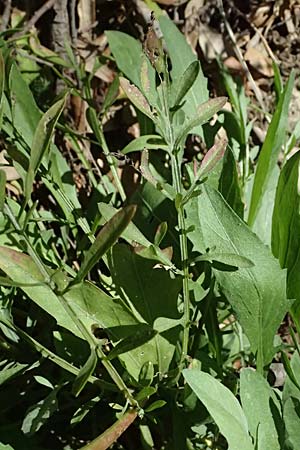 Centaurea leucophaea \ Blassbraune Flockenblume, I Liguria, Sestri Levante 3.10.2023