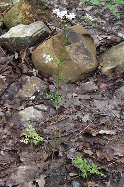 Conopodium majus \ Franzsische Erdkastanie / Pignut, I Liguria, Sassello 25.5.2013