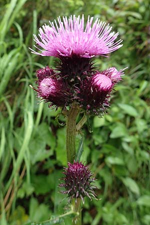 Cirsium montanum \ Berg-Kratzdistel / Alpine Thistle, I Alpi Bergamasche, Pizzo Arera 5.6.2017