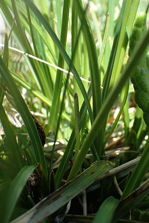Carex sempervirens \ Horst-Segge, Immergrne Segge / Evergreen Sedge, I Alpi Bergamasche, Pizzo Arera 7.6.2017