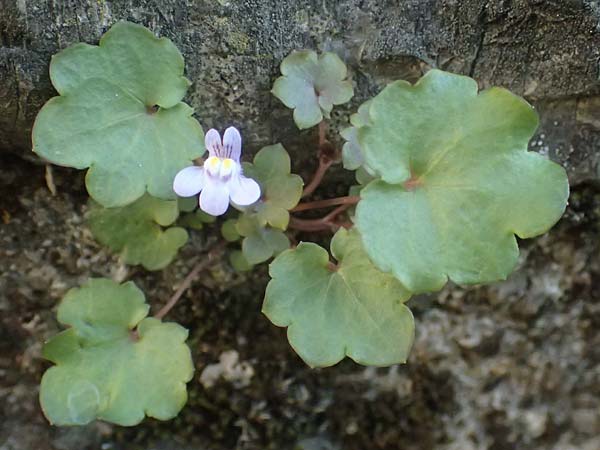 Cymbalaria muralis \ Gemeines Zimbelkraut, Mauer-Zimbelkraut / Ivy-Leaved Toadflax, Kenilworth Toadflax, I Varese Ligure 27.9.2023