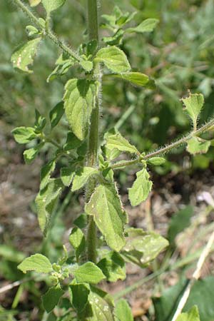 Clinopodium nepeta \ Kleinbltige Bergminze / Lesser Calamint, I Iseosee, Sulzano 8.6.2017