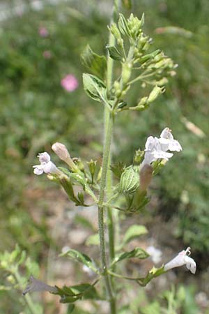 Clinopodium nepeta \ Kleinbltige Bergminze / Lesser Calamint, I Iseosee, Sulzano 8.6.2017