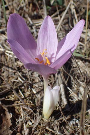 Colchicum neapolitanum \ Neapolitanische Zeitlose, I Liguria, Cairo Montenotte 7.10.2021