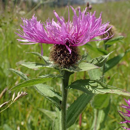 Centaurea nervosa \ Federige Flockenblume / Ornamental Knapweed, I Südtirol,  Plätzwiese 5.7.2022