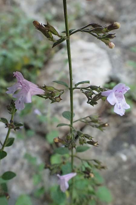 Clinopodium calamintha \ Kleinbltige Bergminze / Lesser Calamint, I Varese Ligure 27.9.2023