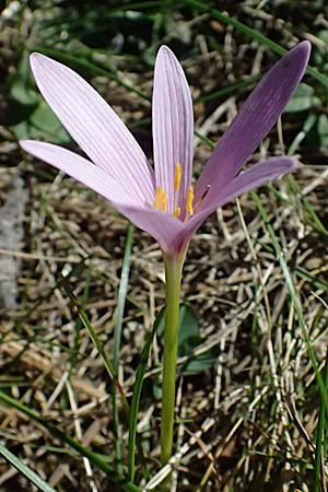 Colchicum neapolitanum / Naples Autumn Crocus, I Liguria, Monte Beigua 2.10.2023