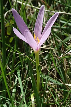 Colchicum neapolitanum / Naples Autumn Crocus, I Liguria, Monte Beigua 2.10.2023