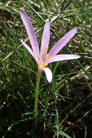 Colchicum neapolitanum \ Neapolitanische Zeitlose / Naples Autumn Crocus, I Liguria, Monte Beigua 2.10.2023