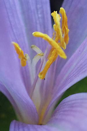 Colchicum neapolitanum \ Neapolitanische Zeitlose, I Liguria, Varazze 2.10.2023