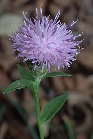 Centaurea nigrescens \ Schwrzliche Flockenblume / Black-Rayed Knapweed, I Liguria, Bonassola 4.10.2023