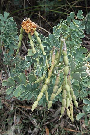 Coronilla glauca \ Blaugrne Kronwicke, I Ancona 29.5.2007