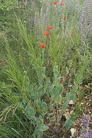 Conringia austriaca / Hare's Ear, I Norcia 7.6.2007