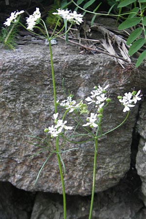 Bifora radians \ Strahlen-Hohlsame, Stink-Koriander, I Albisola 22.5.2010