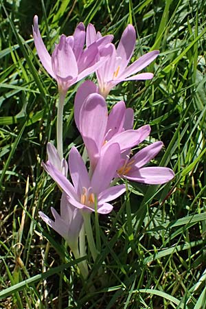 Colchicum autumnale \ Herbst-Zeitlose / Meadow Saffron, Autumn Crocus, I Liguria, Passo di Cento Croci 27.9.2023