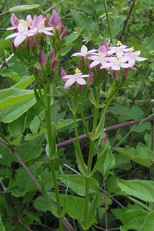 Centaurium pulchellum \ Kleines Tausendgldenkraut / Branched Centaury, I Urbino 9.6.2007