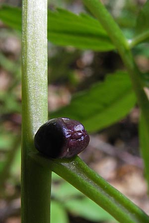 Cardamine pentaphyllos \ Fnfblttrige Zahnwurz, Finger-Zahnwurz / Five-Leaved Coral-Root, I Liguria, Monte Beigua 24.5.2013