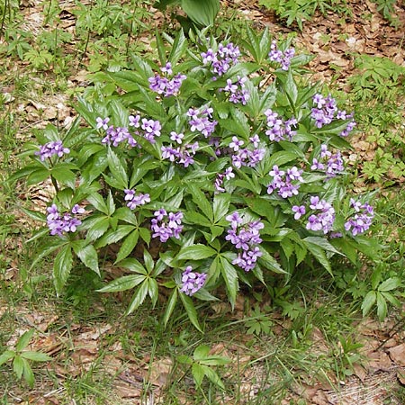 Cardamine pentaphyllos \ Fnfblttrige Zahnwurz, Finger-Zahnwurz / Five-Leaved Coral-Root, I Liguria, Monte Beigua 24.5.2013