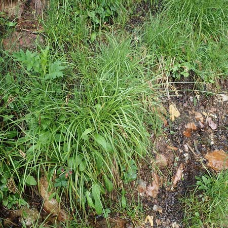 Carex paniculata \ Rispen-Segge / Greater Tussock Sedge, I Alpi Bergamasche, Pizzo Arera 5.6.2017