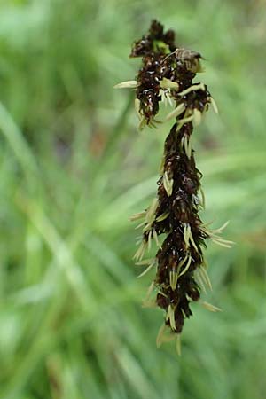 Carex paniculata \ Rispen-Segge / Greater Tussock Sedge, I Alpi Bergamasche, Pizzo Arera 5.6.2017