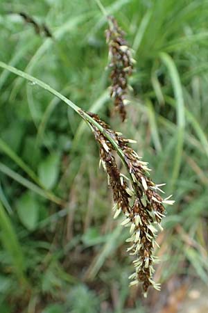 Carex paniculata \ Rispen-Segge, I Alpi Bergamasche, Pizzo Arera 5.6.2017