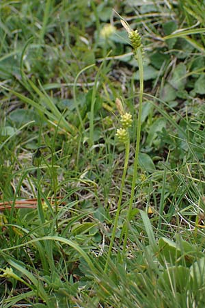 Carex pallescens \ Bleiche Segge, I Südtirol,  Plätzwiese 5.7.2022