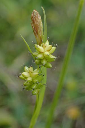 Carex pallescens \ Bleiche Segge, I Südtirol,  Plätzwiese 5.7.2022