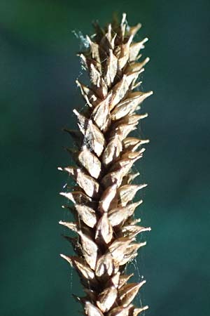 Carex pendula s.str. \ Westliche Hnge-Segge / Western Pendulous Sedge, Western Hanging Sedge, I Liguria, Deiva Marina 30.9.2023