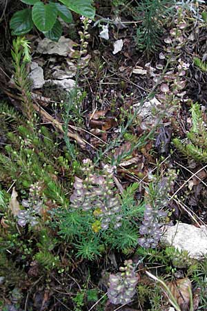 Aethionema saxatile \ Steintschel / Burnt Candytuft, I Monti Sibillini, Castelluccio 7.6.2007