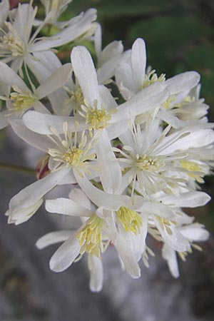 Clematis recta \ Aufrechte Waldrebe / Ground Clematis, I Sant' Anna d'Alfaedo 26.6.2010