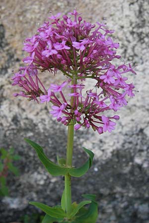 Centranthus ruber subsp. ruber \ Rote Spornblume / Red Valerian, I Finale Ligure 22.5.2013