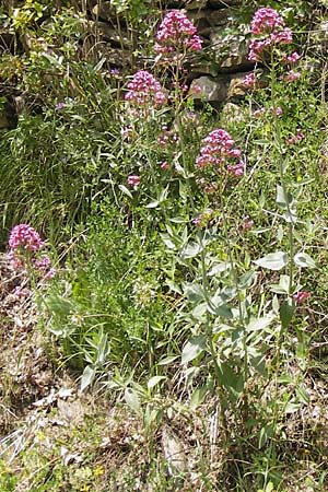 Centranthus ruber subsp. ruber \ Rote Spornblume / Red Valerian, I Liguria, Pietrabruna 30.5.2013