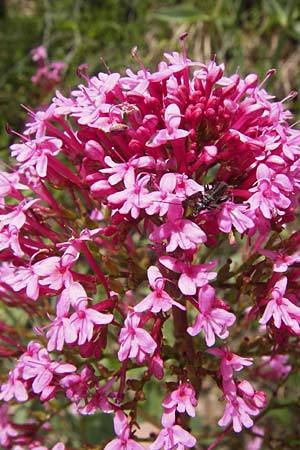 Centranthus ruber subsp. ruber \ Rote Spornblume / Red Valerian, I Liguria, Pietrabruna 30.5.2013