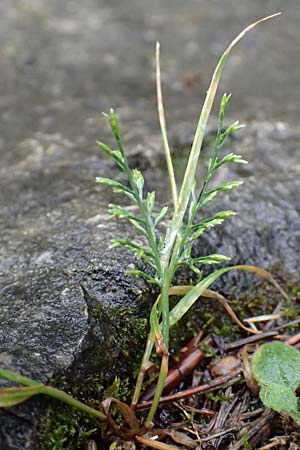 Catapodium rigidum \ Steifgras, I Botan. Gar.  Bergamo 6.6.2017