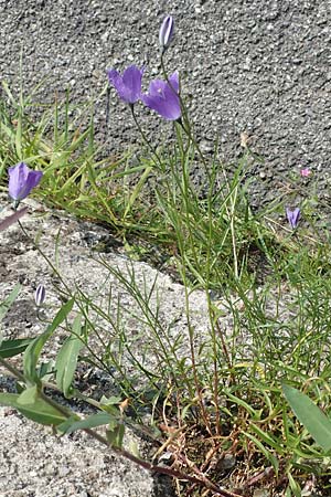 Campanula rotundifolia \ Rundblttrige Glockenblume, I Alpi Bergamasche, Monte Alben 11.6.2017