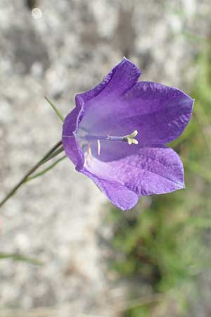 Campanula rotundifolia \ Rundblttrige Glockenblume / Harebell, I Alpi Bergamasche, Monte Alben 11.6.2017