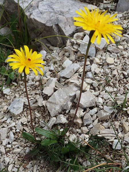 Leontodon hispidus subsp. hastilis / Glabrous Rough Hawkbit, I Südtirol,  Plätzwiese 5.7.2022