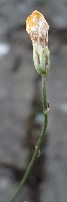 Crepis leontodontoides \ Italienischer Pippau, I Varese Ligure 27.9.2023