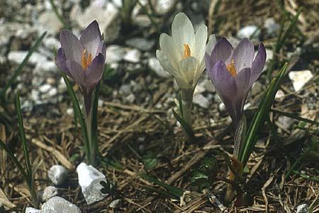 Crocus albiflorus \ Alpen-Krokus / Spring Crocus, I Monte Baldo 10.5.1986